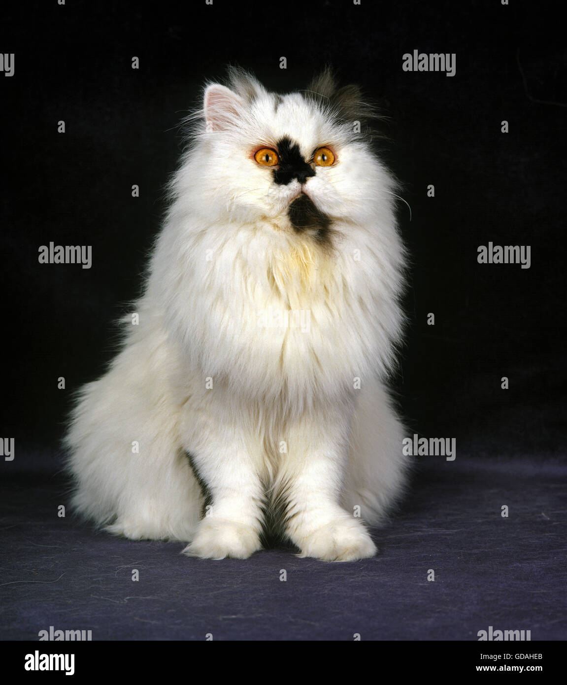 Persan bicolore noir et blanc chat domestique Banque D'Images