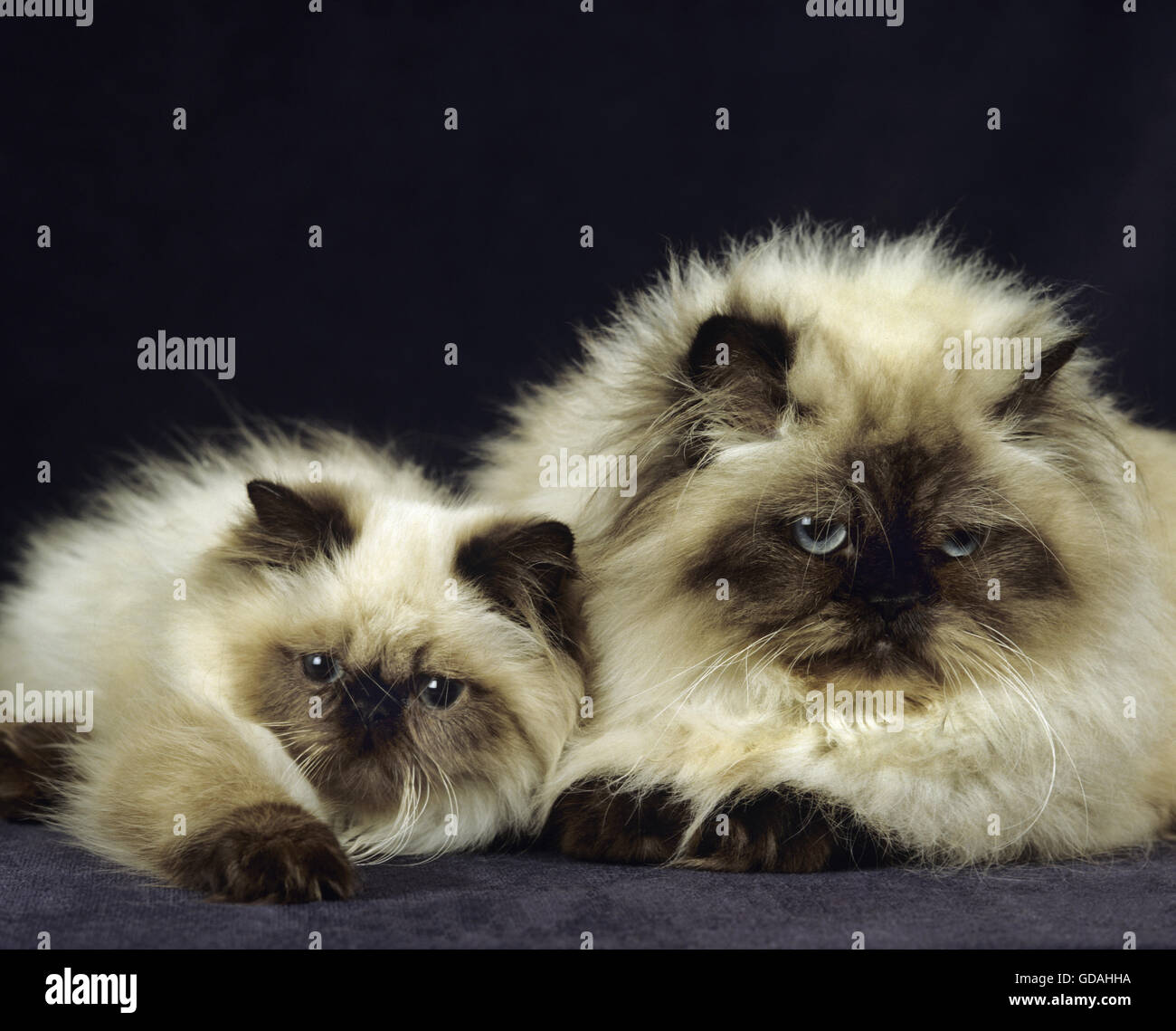 Persan Colourpoint Seal Point Chat Domestique De La Mere Et De L Chaton Sur Fond Noir Photo Stock Alamy