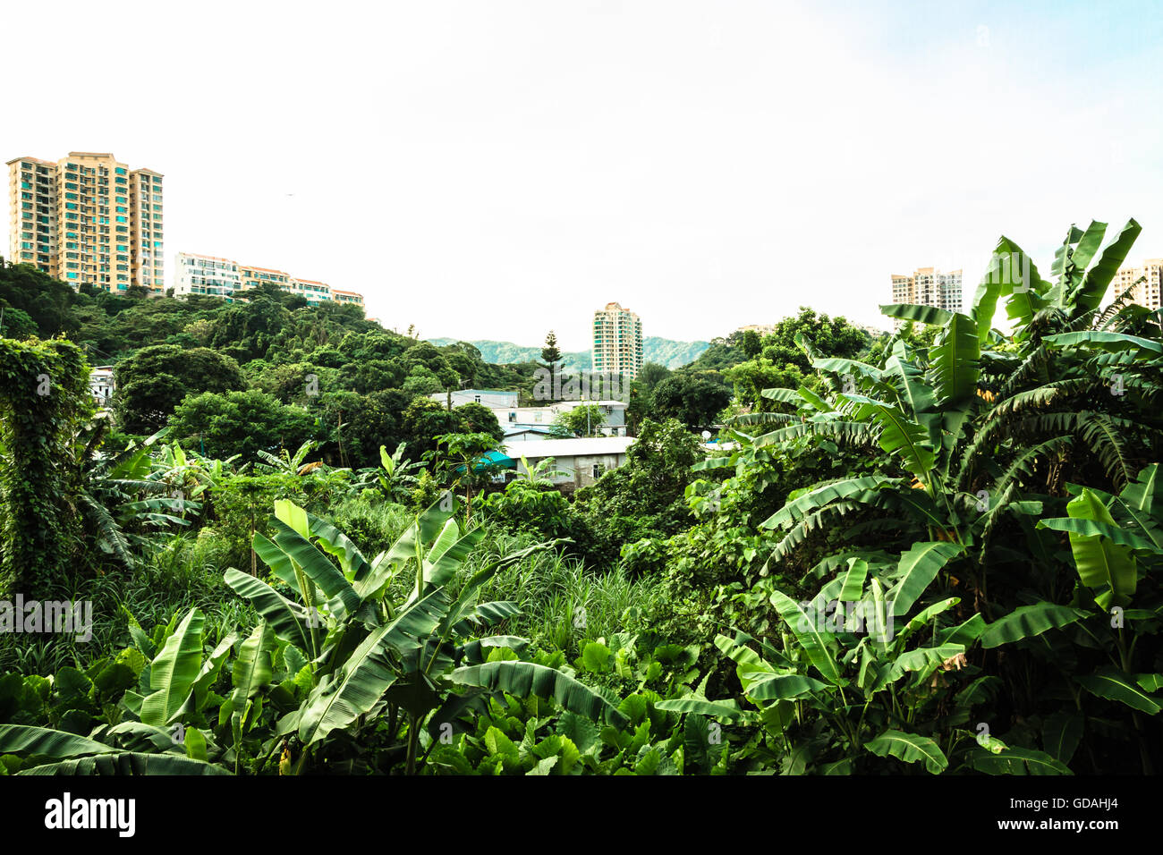 Village vert avec des plantes tropicales en face d'un bâtiment sur l'île de Lantau, Hong Kong Banque D'Images