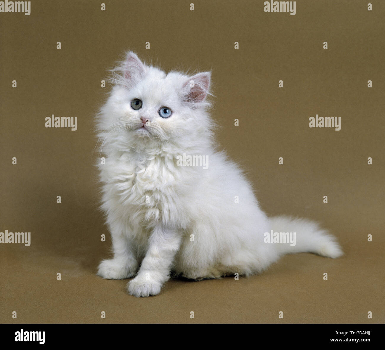 Persan blanc chat domestique, chaton Banque D'Images