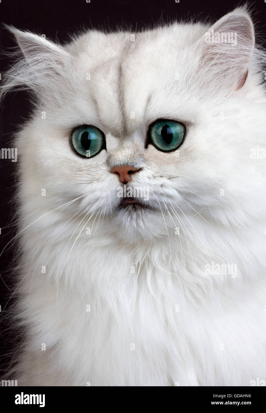 Chat Persan Chinchilla Aux Yeux Verts Portrait D Adulte Photo Stock Alamy Chat Persan Chinchilla Aux Yeux Verts Portrait D Adulte Photo Stock Alamy