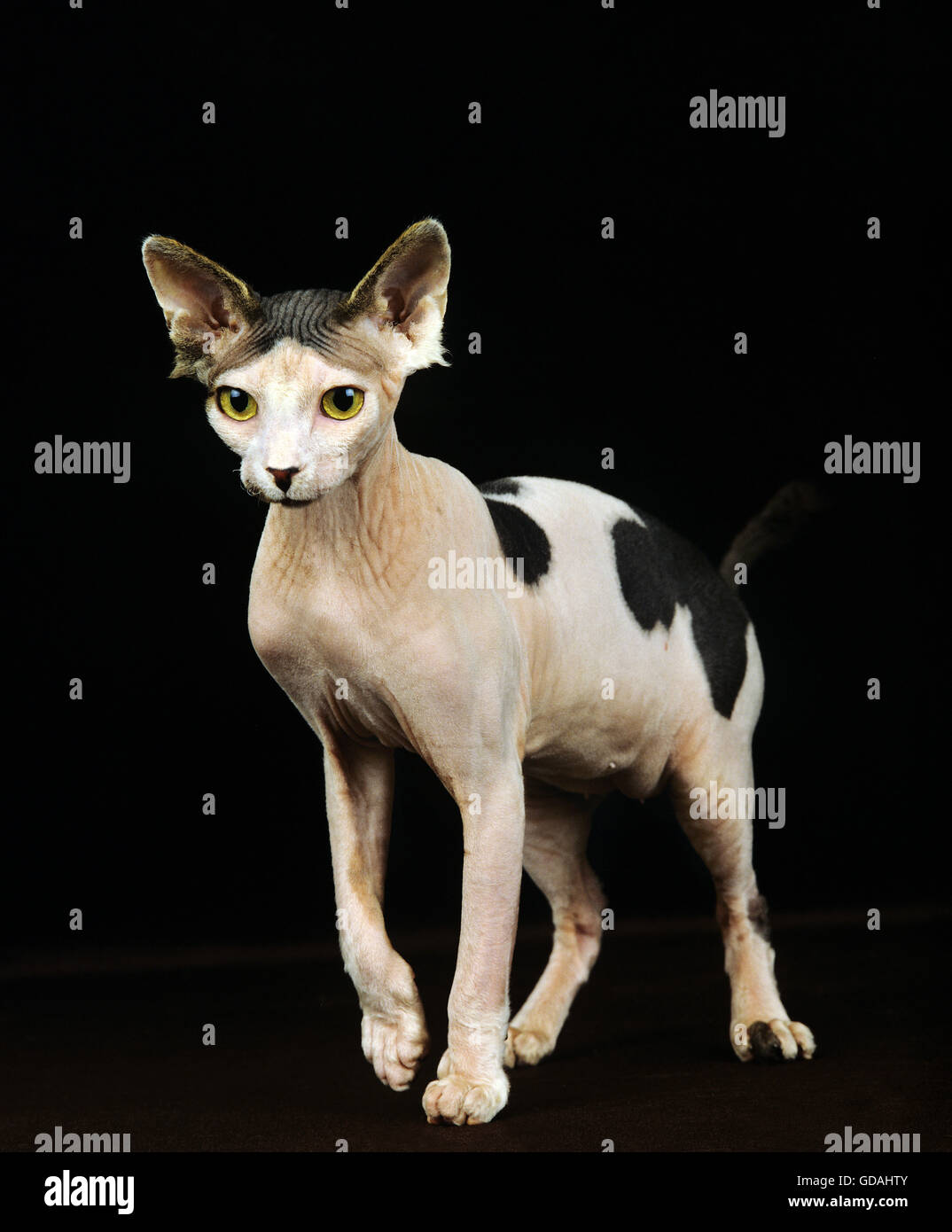 Sphynx chat domestique, sans poil, chat adulte sur fond noir Banque D'Images