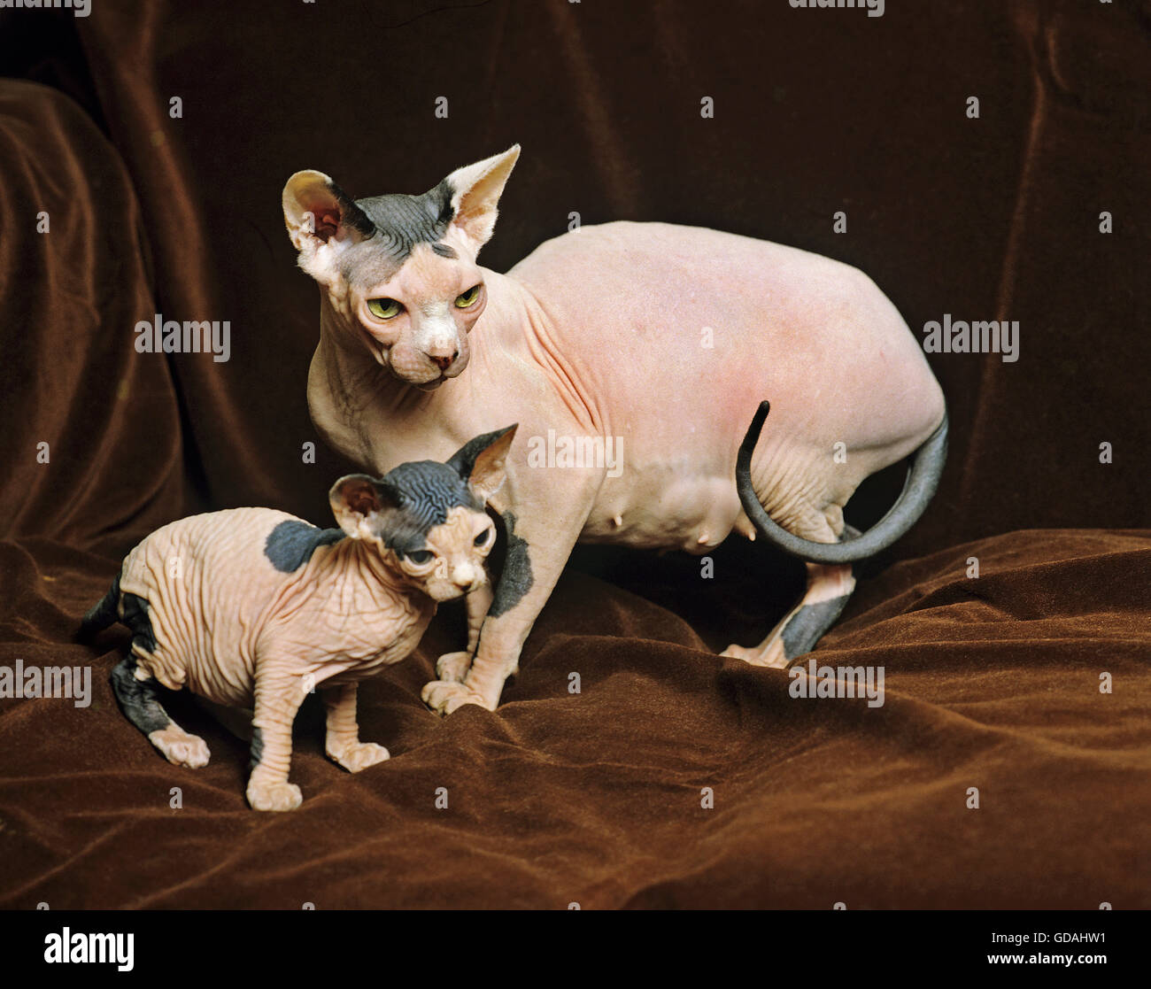 Chat Sans Poil Banque De Photographies Et D Images A Haute Resolution Alamy