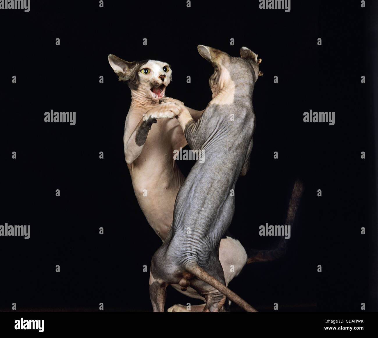 SPHYNX chat domestique, race de chat sans poils, LUTTE CONTRE LA PAIRE Banque D'Images