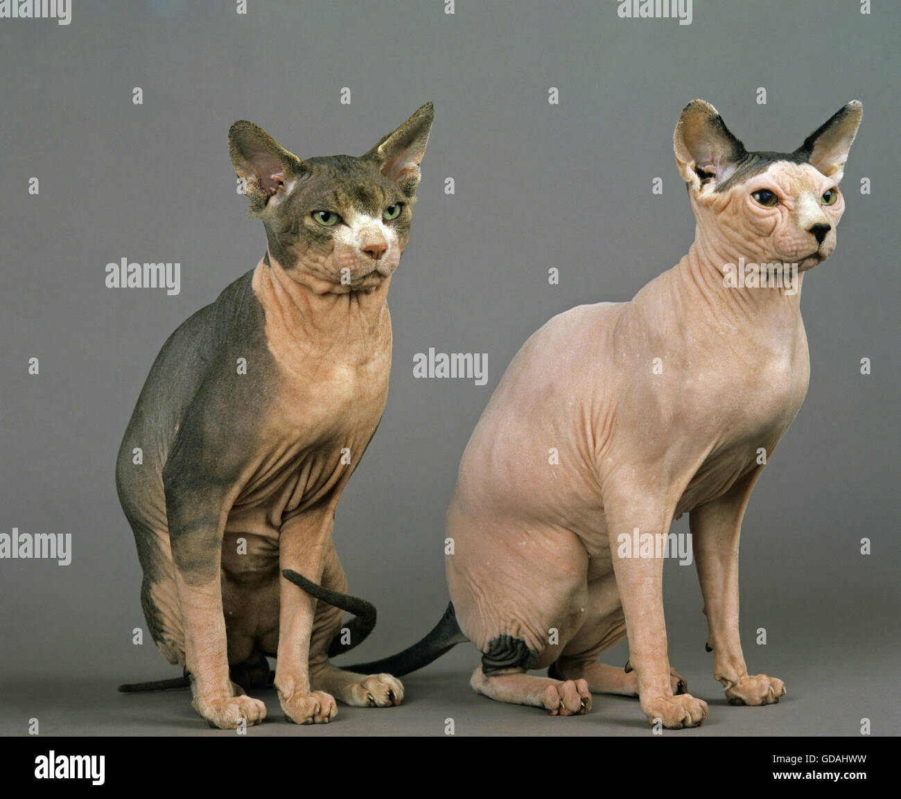 Sphynx chat domestique, glabres, Cat sitting adultes contre l'arrière-plan gris Banque D'Images