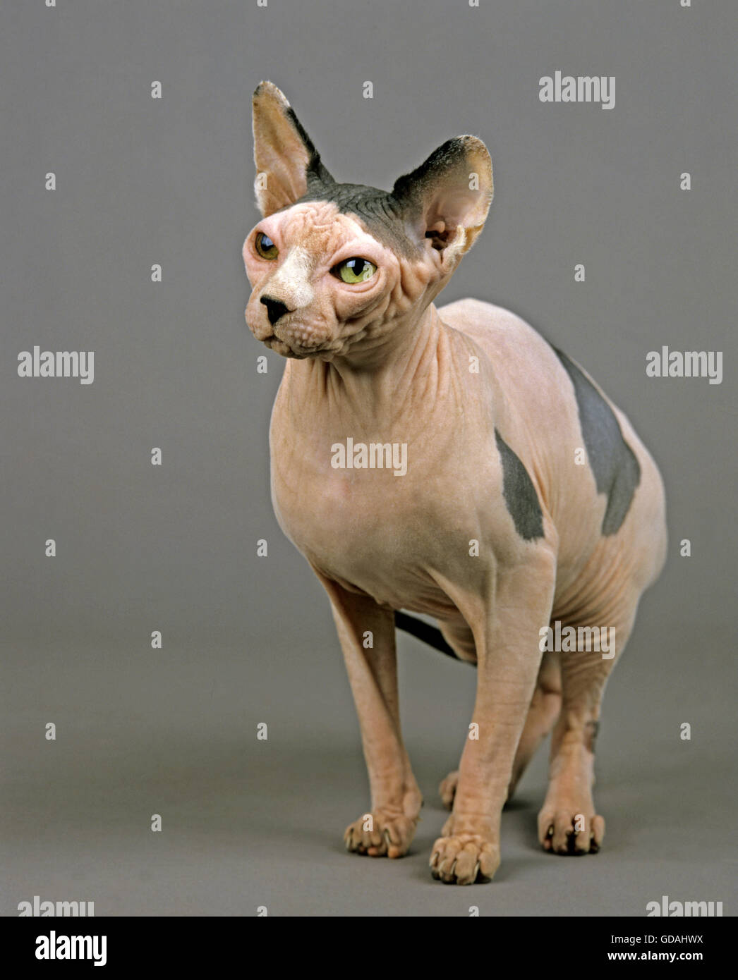 Sphynx chat domestique, de poils de chat, des profils à l'arrière-plan gris Banque D'Images