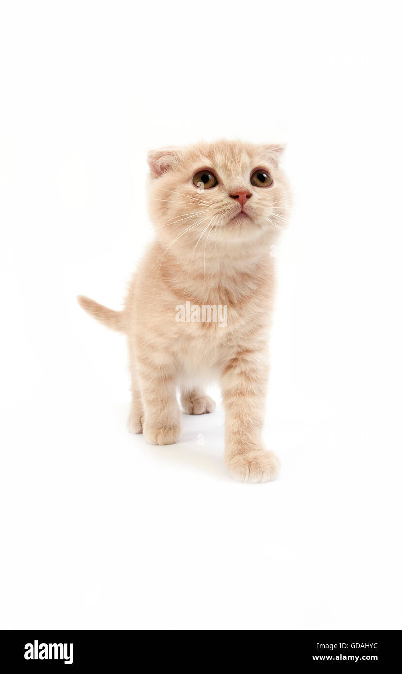 Chaton Scottish Fold crème Banque D'Images