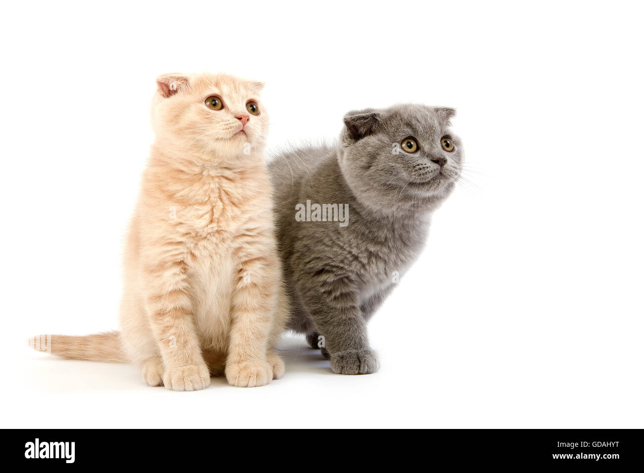 Scottish Fold bleue crème chat domestique, Scottish Fold, British Shorthair et Tortoise-Shell Noir British Shorthair Noir, 2 mois chatons Banque D'Images