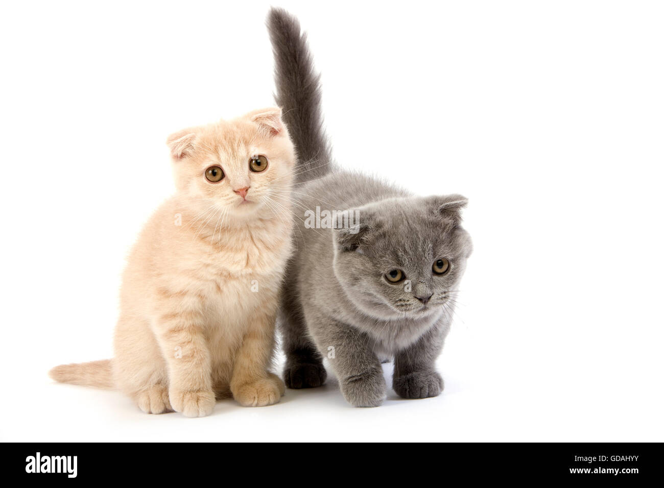 Scottish Fold crème et bleu Scottish Fold chat domestique, 2 mois chatons contre fond blanc Banque D'Images