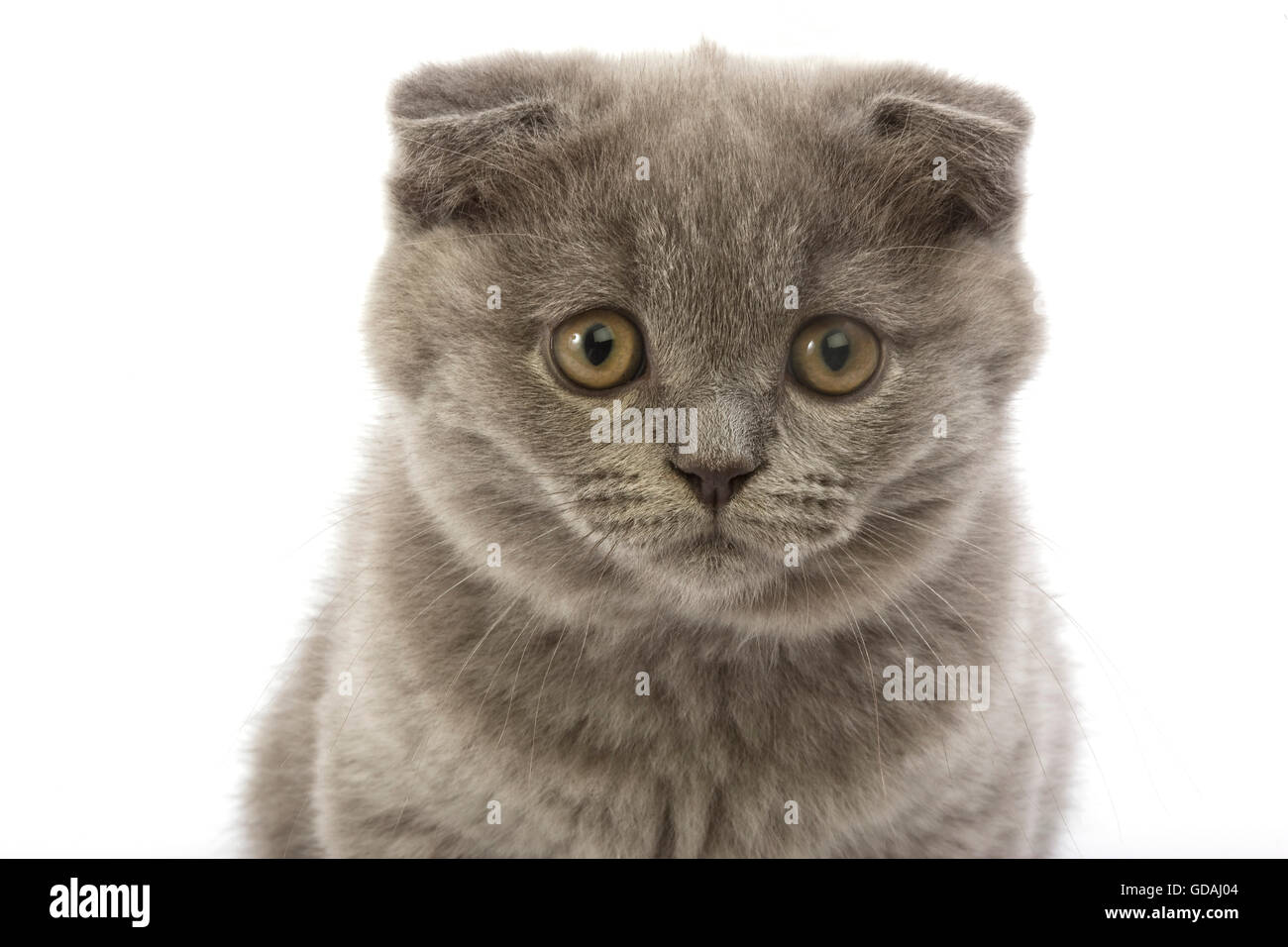 Scottish Fold bleu chat domestique, Portrait de 2 mois chaton contre fond blanc Banque D'Images