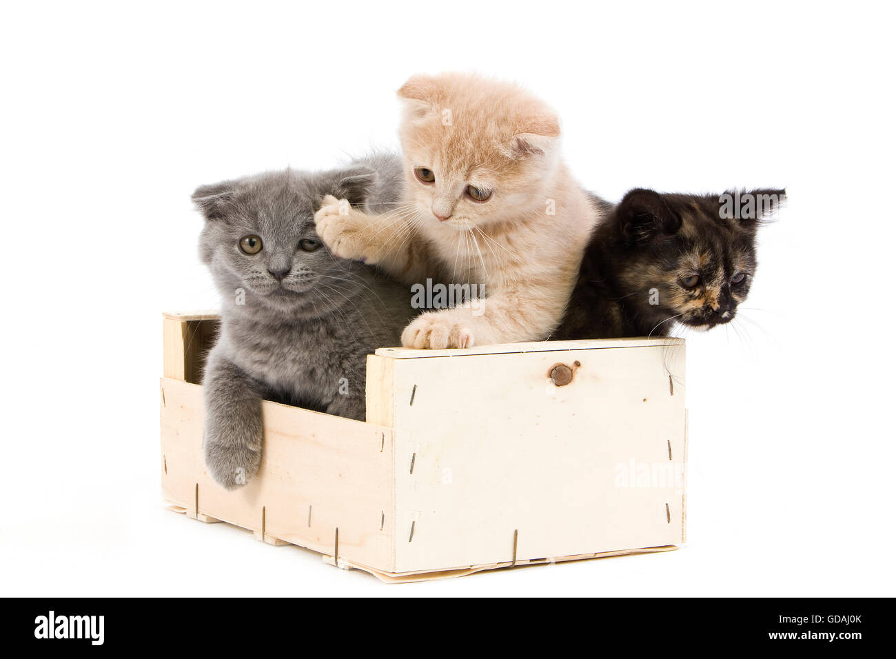 Scottish Fold crème, bleu et noir Scottish Fold écaille de l'intérieur britannique de chat, 2 mois chatons jouant en Crateful against White Background Banque D'Images