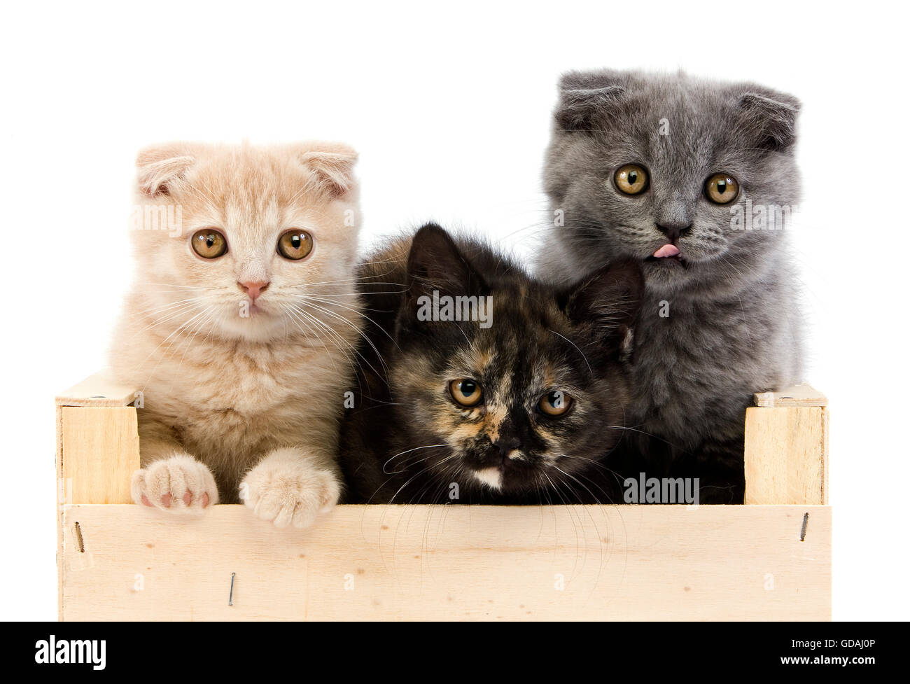 Tortue noire-SHELL British Shorthair bleu et crème avec Scottish Fold chatons (2 MOIS), jouant dans le panier Banque D'Images