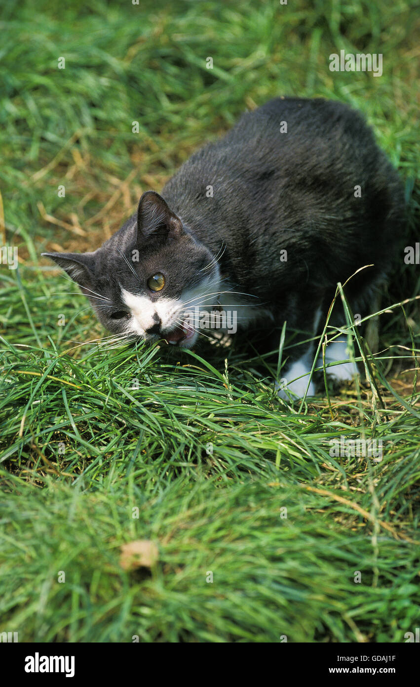Chat domestique mange de l'herbe Banque D'Images