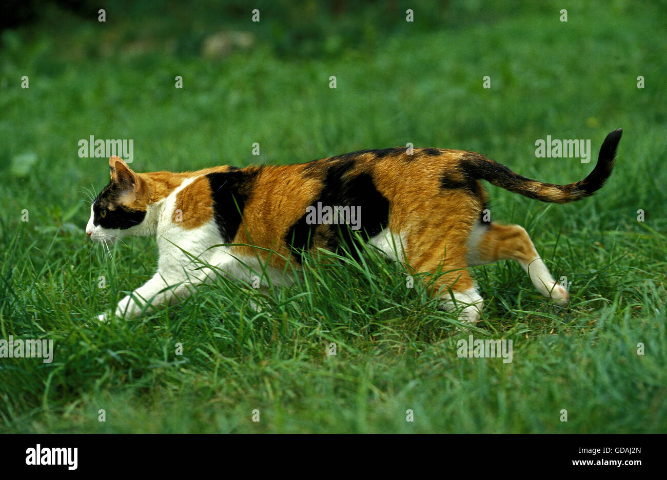 Chat domestique, des profils de marcher sur l'herbe Banque D'Images