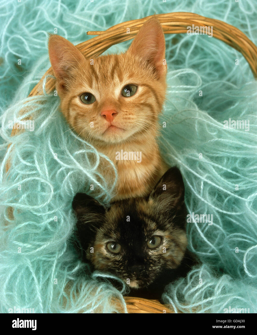 Chat domestique, de chatons jouant de la laine Banque D'Images