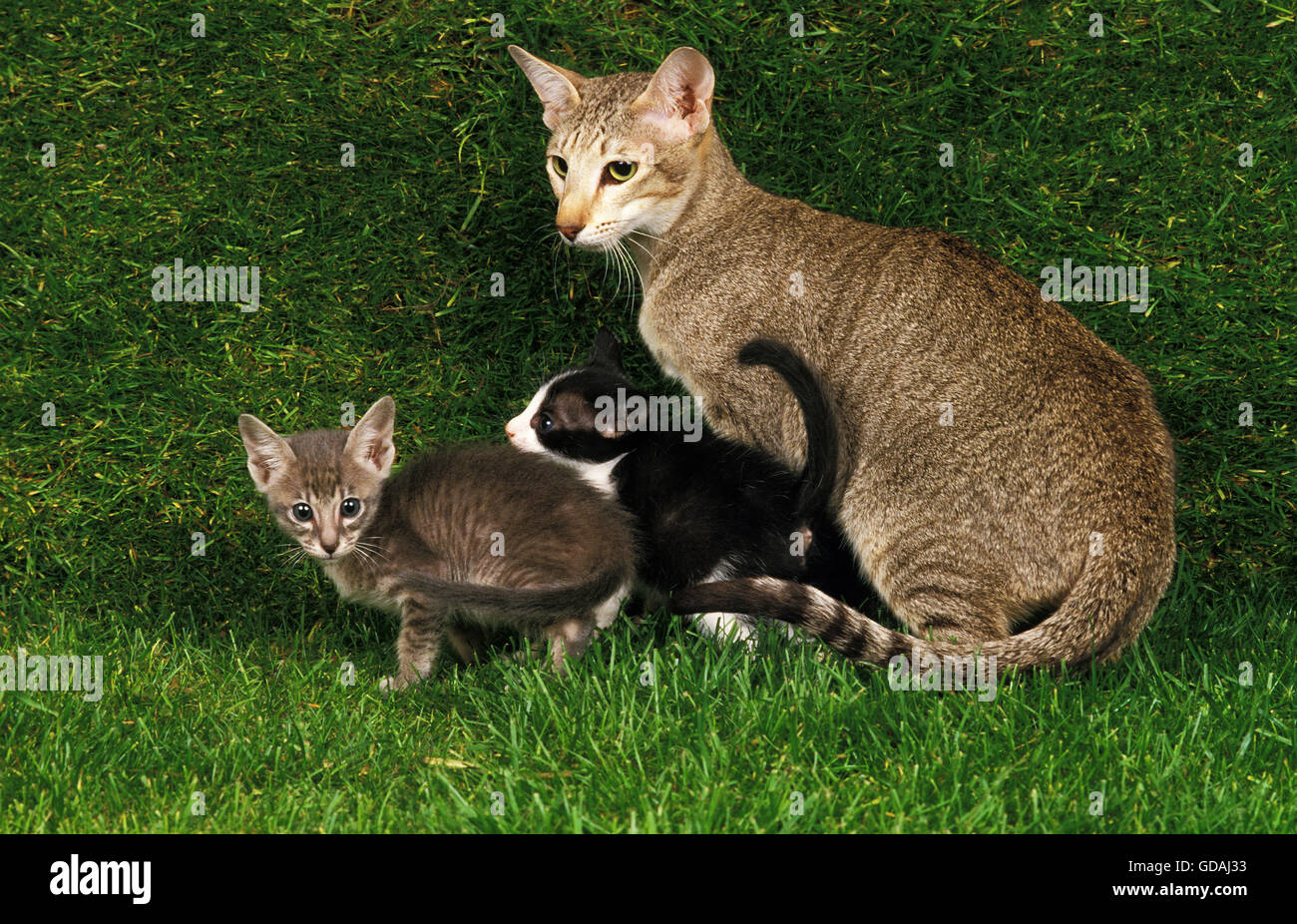 Chat domestique, Oriental femelle avec chaton sur l'herbe Banque D'Images