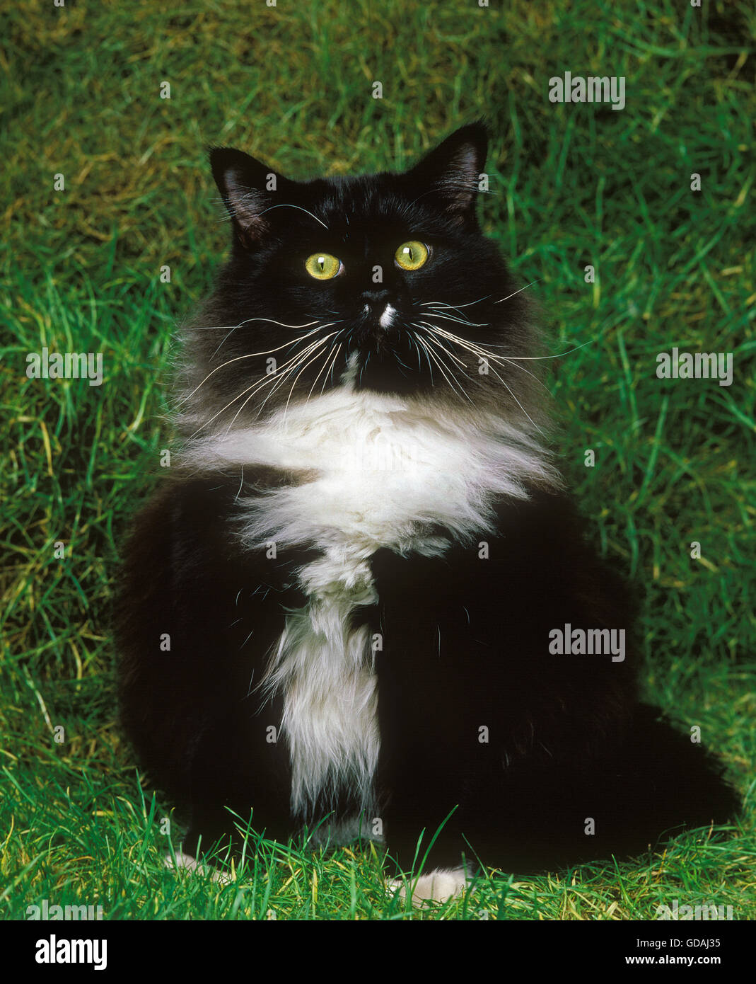Maine Coon Noir Et Blanc Chat Domestique Des Profils Sur L Herbe Photo Stock Alamy