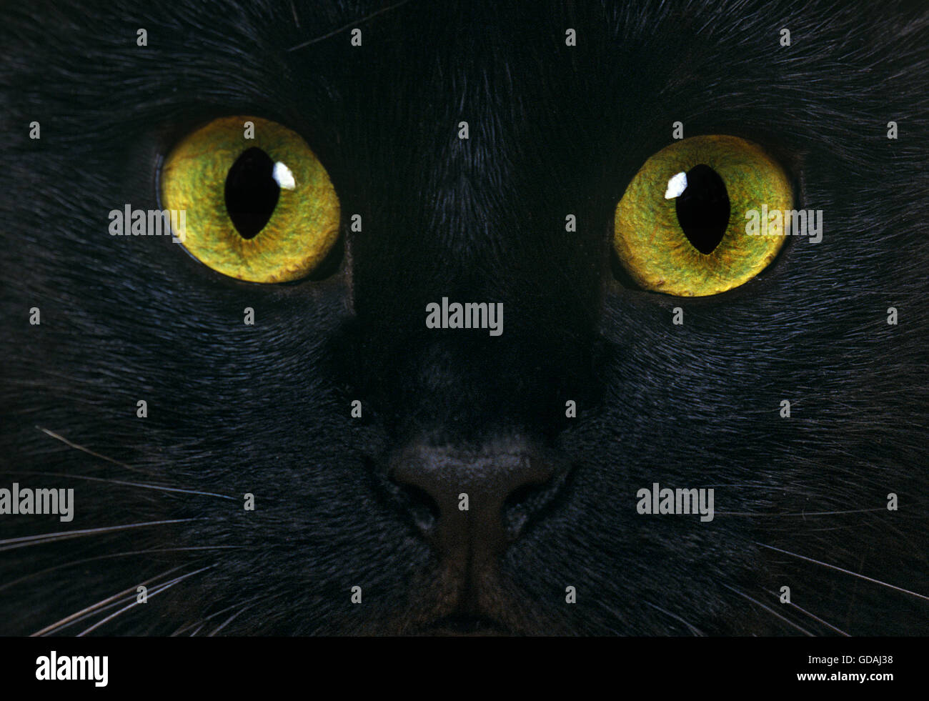 Chat domestique noir, Close up des yeux Banque D'Images