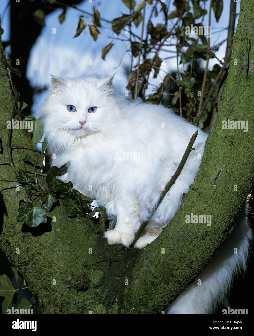 Angora Turc Blanc Chat Domestique Race D Ankara En Turquie Photo Stock Alamy