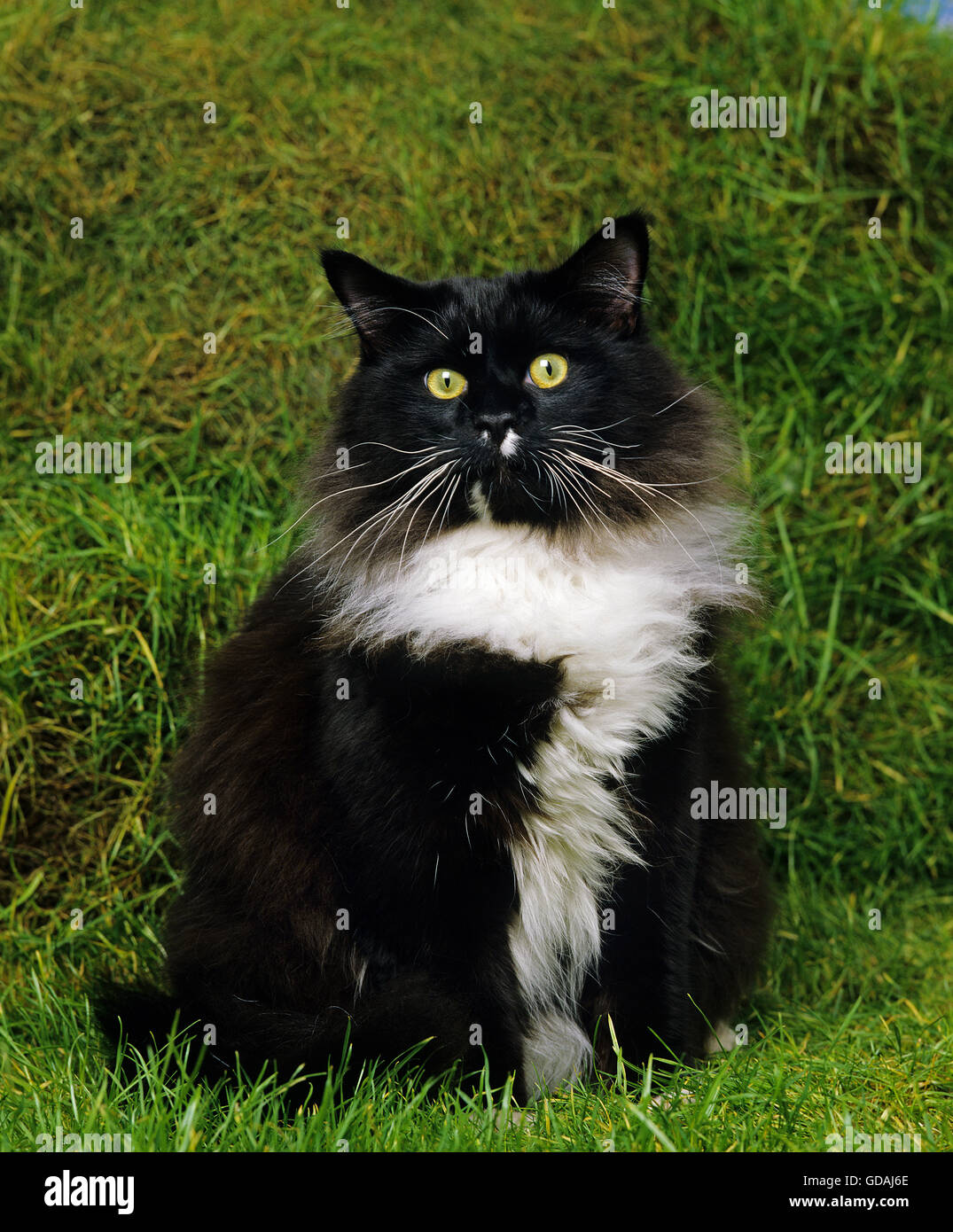 Maine Coon Noir Et Blanc Chat Domestique Photo Stock Alamy