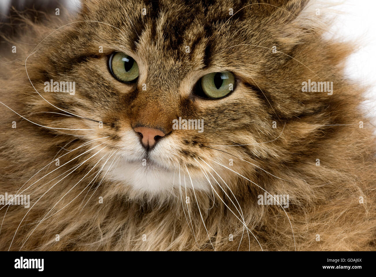 Chat domestique angora, Portrait d'Homme Banque D'Images