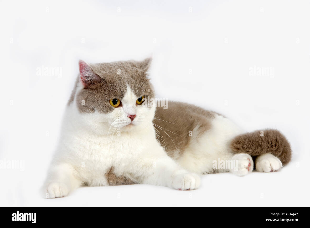 Le Lilas et blanc British Shorthair chat domestique, homme contre fond blanc Banque D'Images