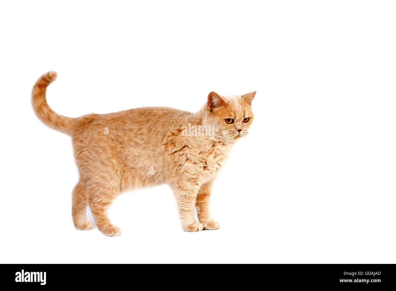 British Shorthair crème chat domestique, femme against White Background Banque D'Images