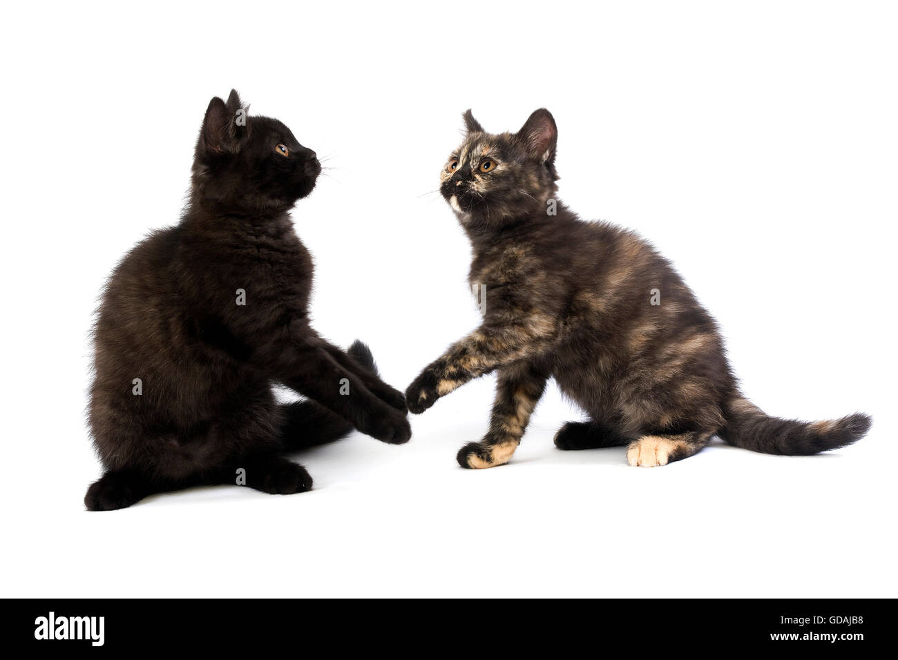 Noir et noir Tortoise-Shell British Shorthair chat domestique, 2 mois chatons jouant contre fond blanc Banque D'Images