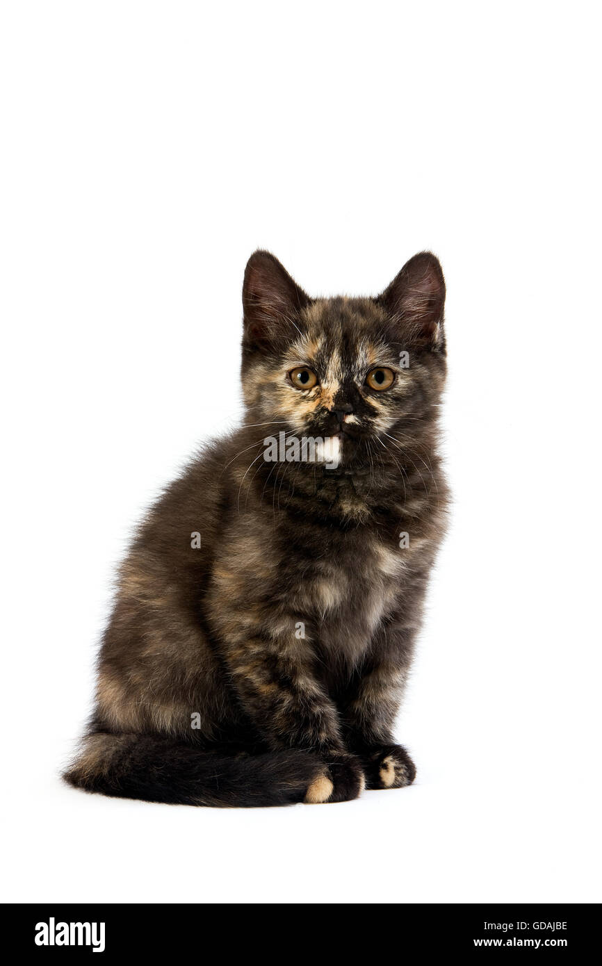 Tortoise Shell Noir British Shorthair Chat Domestique Chaton De 2 Mois Assis Contre Fond Blanc Photo Stock Alamy