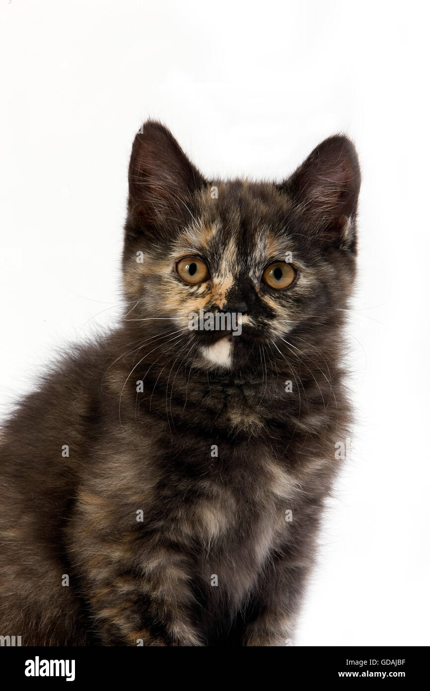 L Ecaille De Tortue Noir British Shorthair Chat Domestique 2 Mois Chaton Contre Fond Blanc Photo Stock Alamy