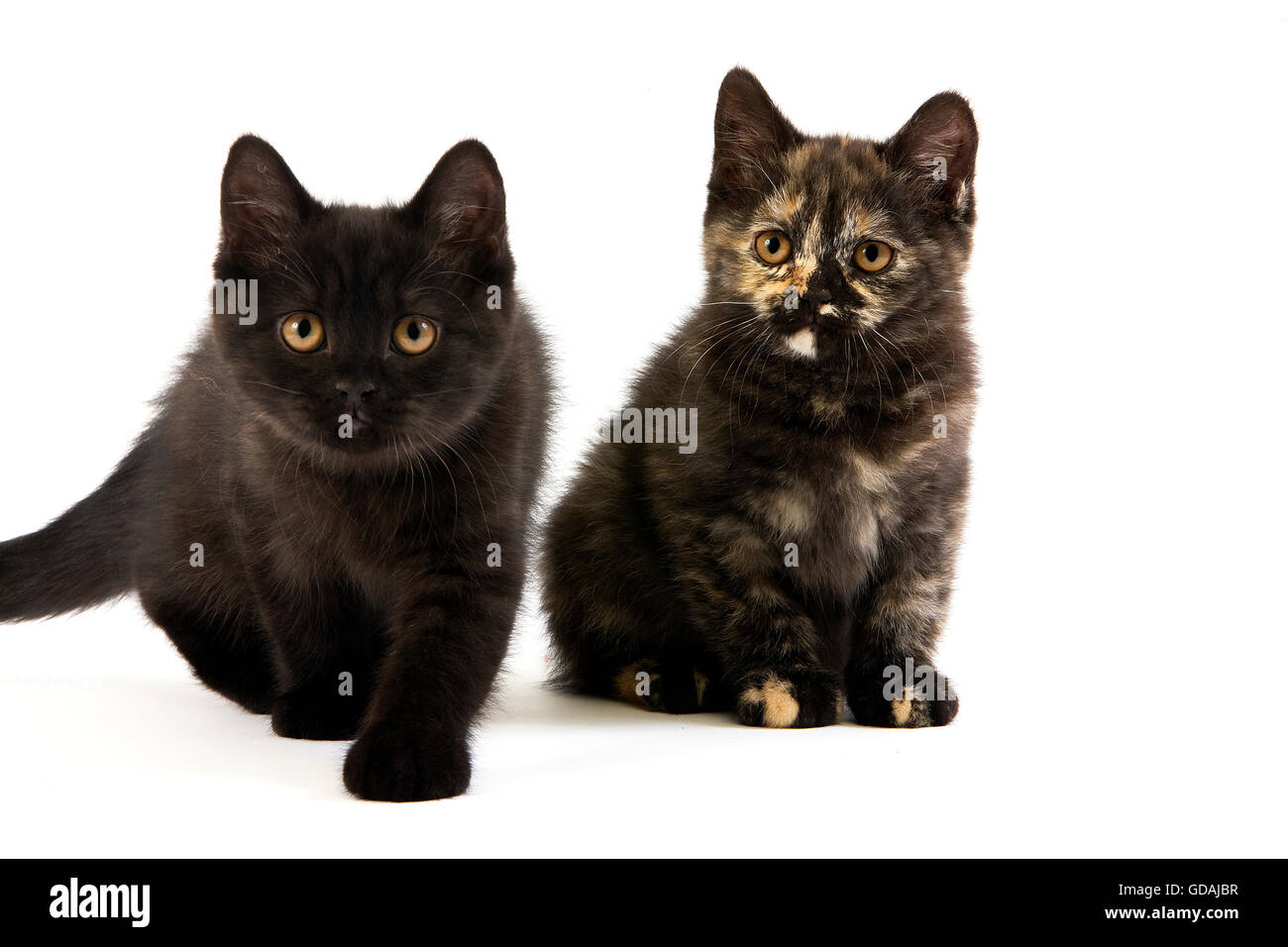 Noir et noir Écaille British Shorthair chat domestique, 2 mois chatons contre fond blanc Banque D'Images