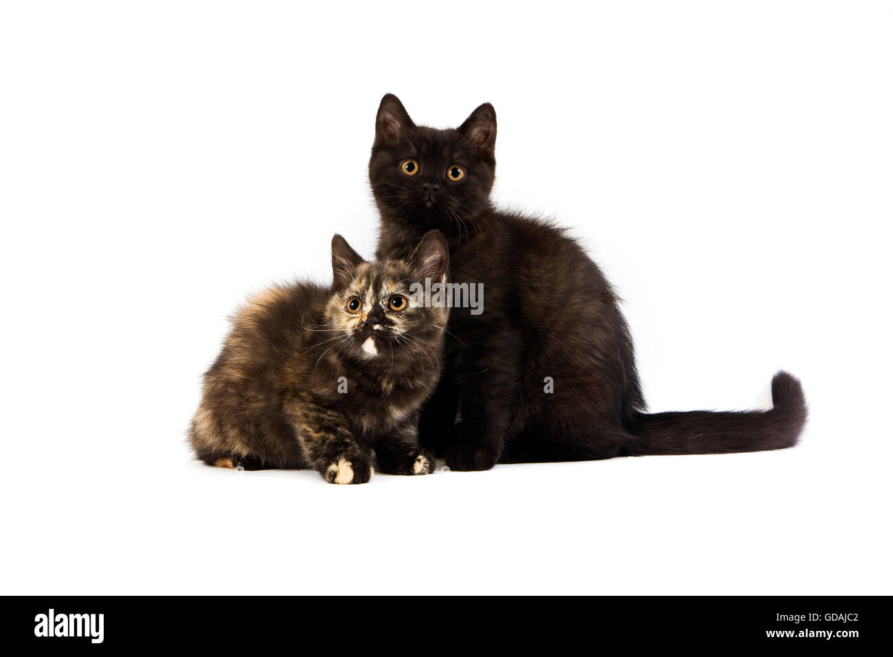 British Shorthair noir et noir écaille de British Shorthair chatons chat domestique, contre fond blanc Banque D'Images