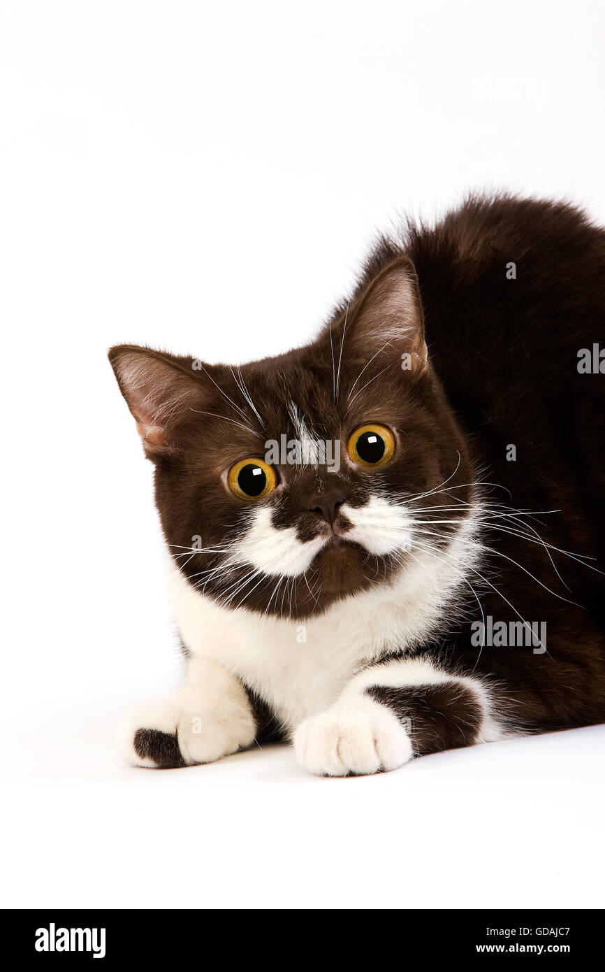 Le chocolat et blanc chat British Shorthair femelle, contre FOND BLANC Banque D'Images
