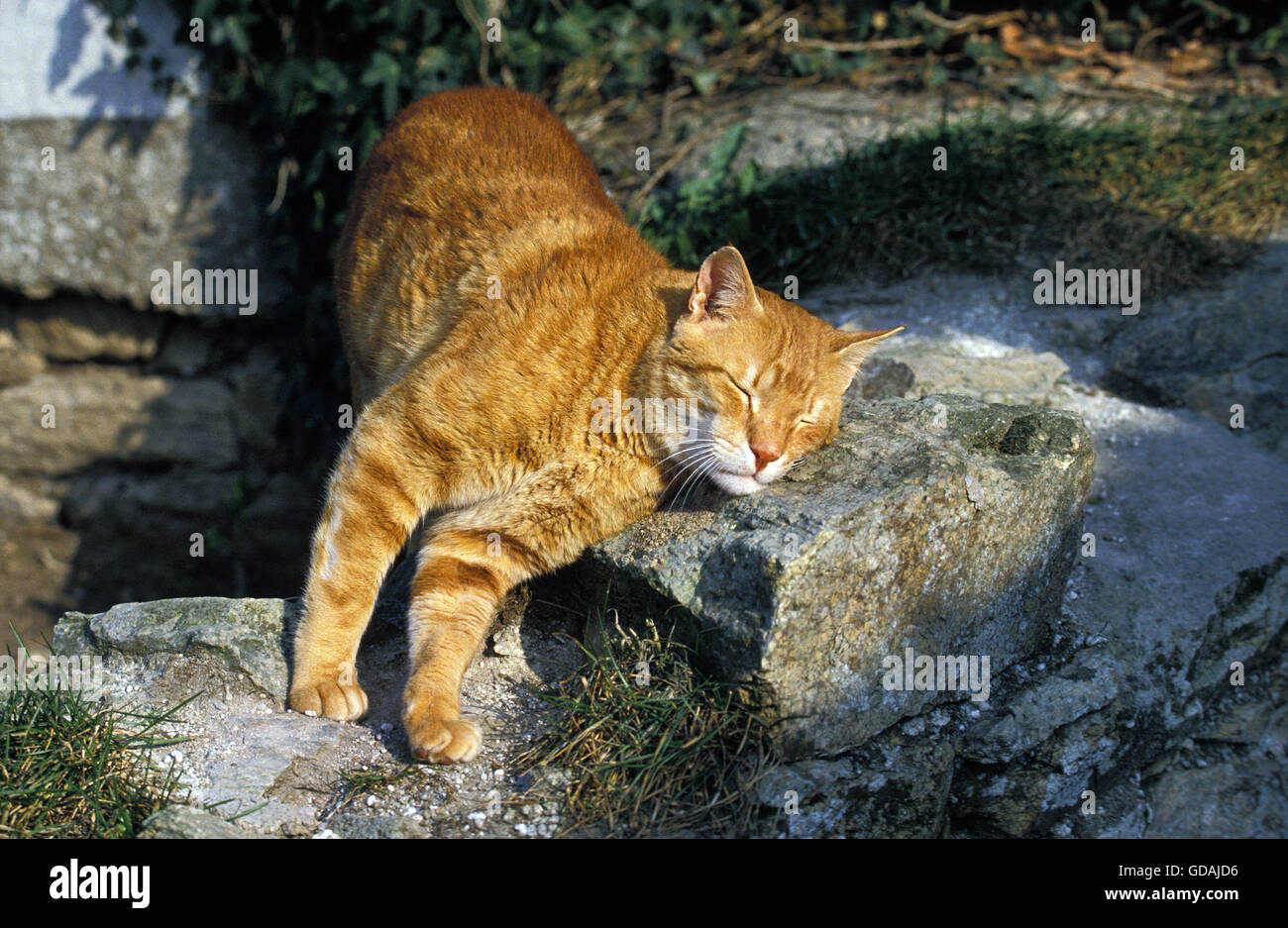 RED TABBY CAT, frottant contre ADULTES STONE Banque D'Images