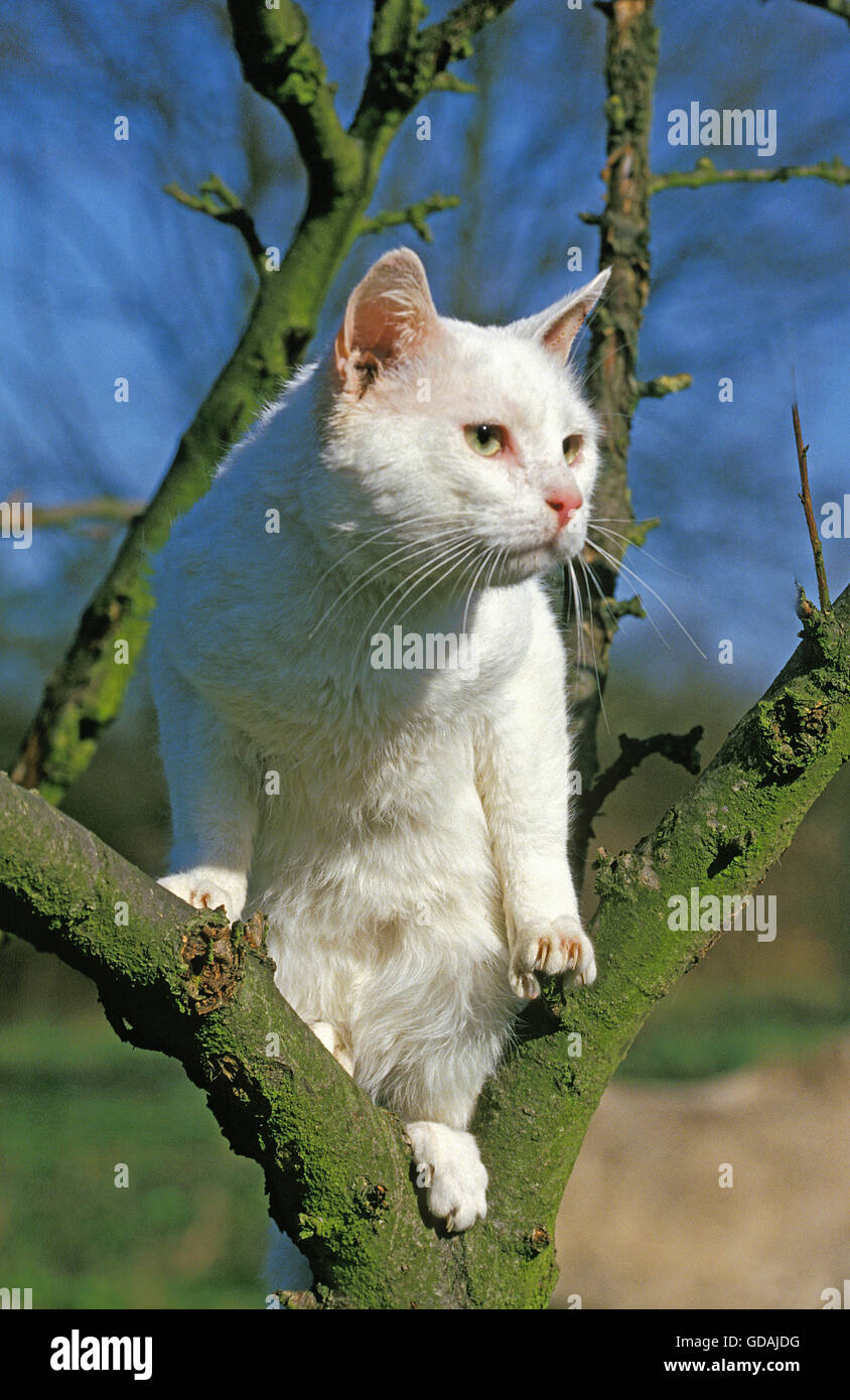 White chat domestique, des profils dans l'arbre Banque D'Images