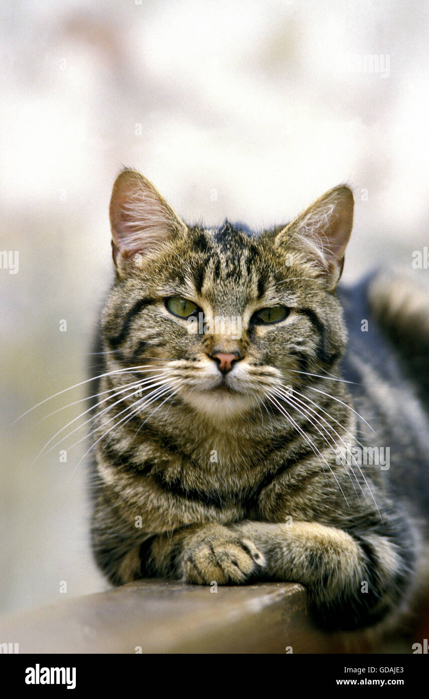 Brown Tabby chat domestique, portant Banque D'Images