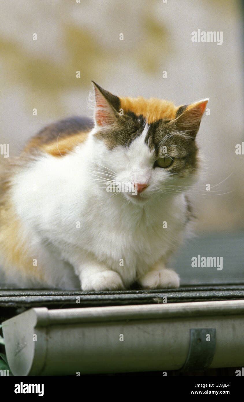 Aux yeux d'un chat domestique, sur le toit Banque D'Images