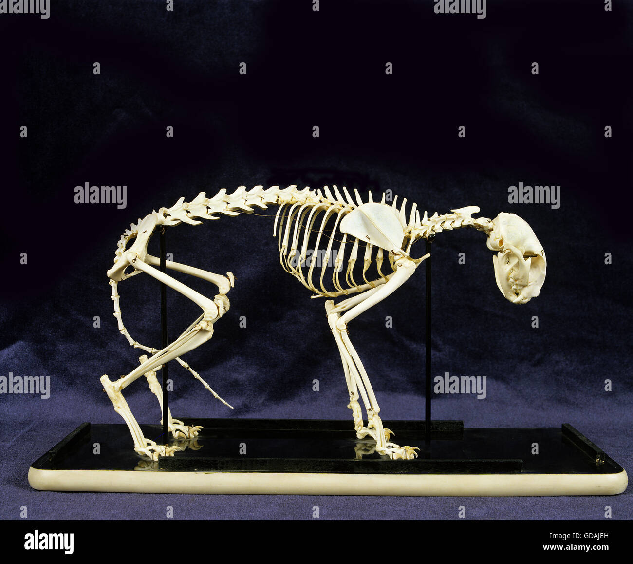 Squelette d'un chat domestique Banque D'Images
