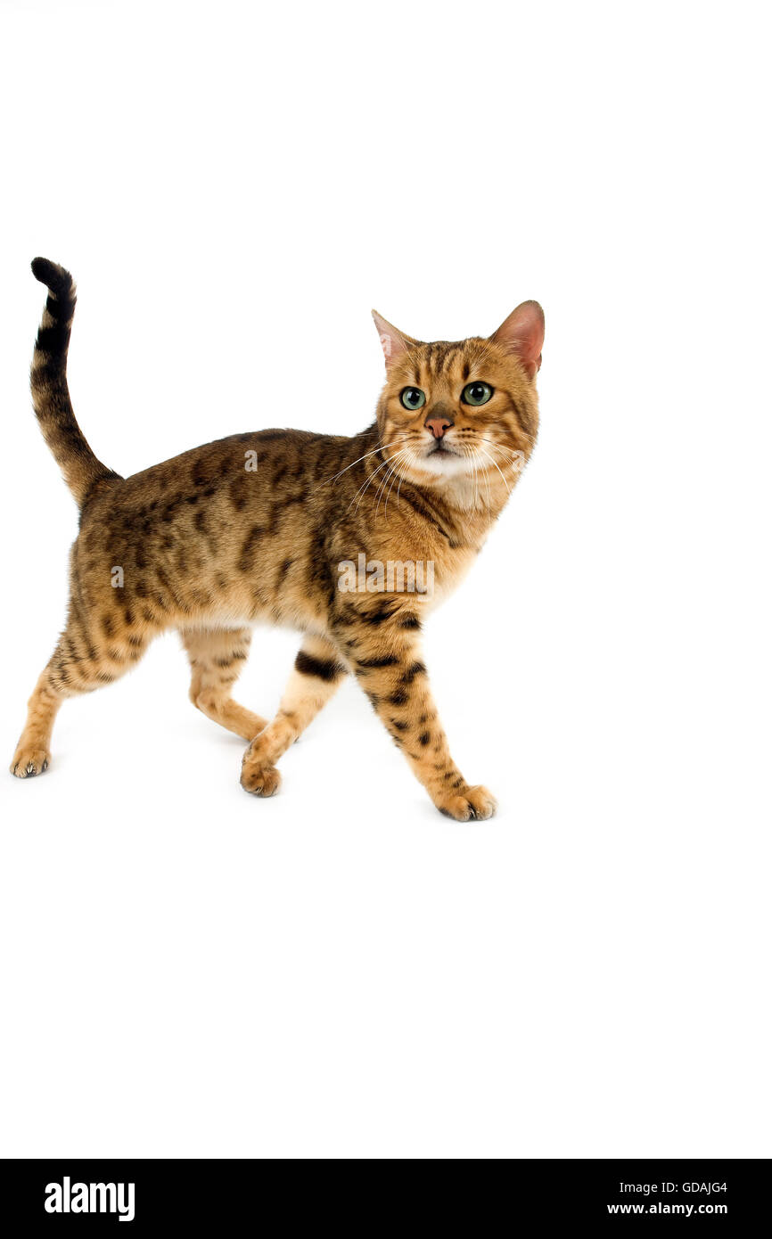BENGAL BROWN SPOTTED TABBY chat domestique Photo Stock - Alamy