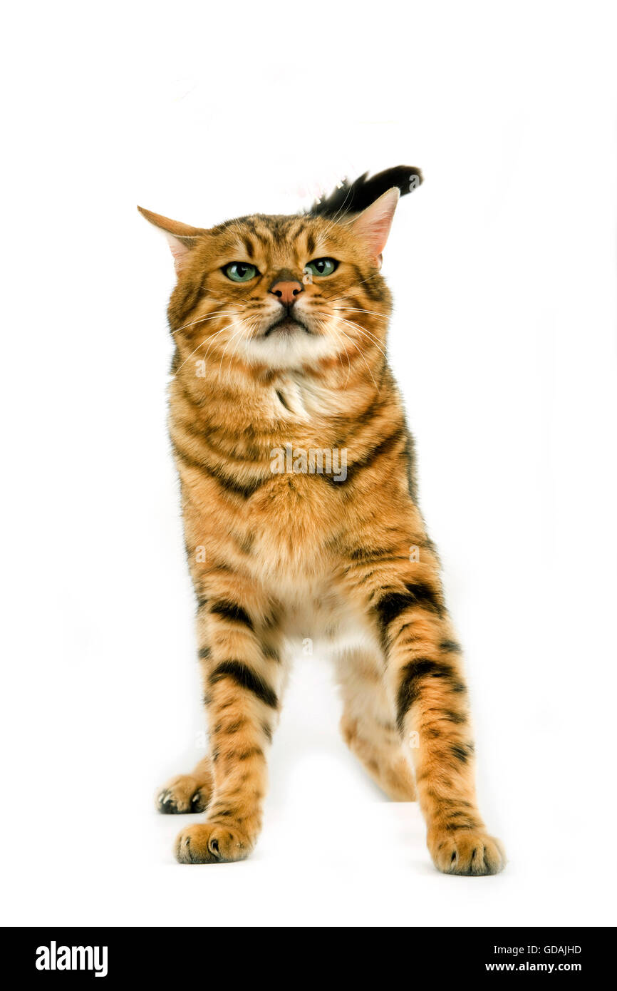 Bengal Brown Spotted Tabby chat domestique, des profils avec un drôle de visage contre fond blanc Banque D'Images