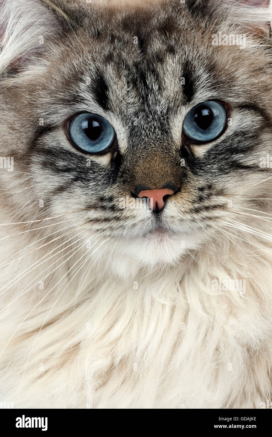 Neva Masquerade Siberian Cat Banque De Photographies Et D Images A Haute Resolution Alamy
