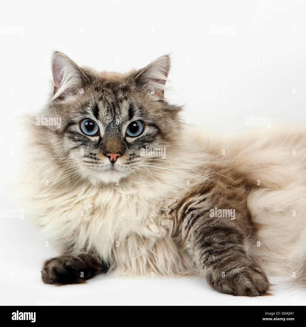 Neva Masquerade Seal Tabby Point Chat Domestique De Siberie Homme Portant Contre Fond Blanc Photo Stock Alamy