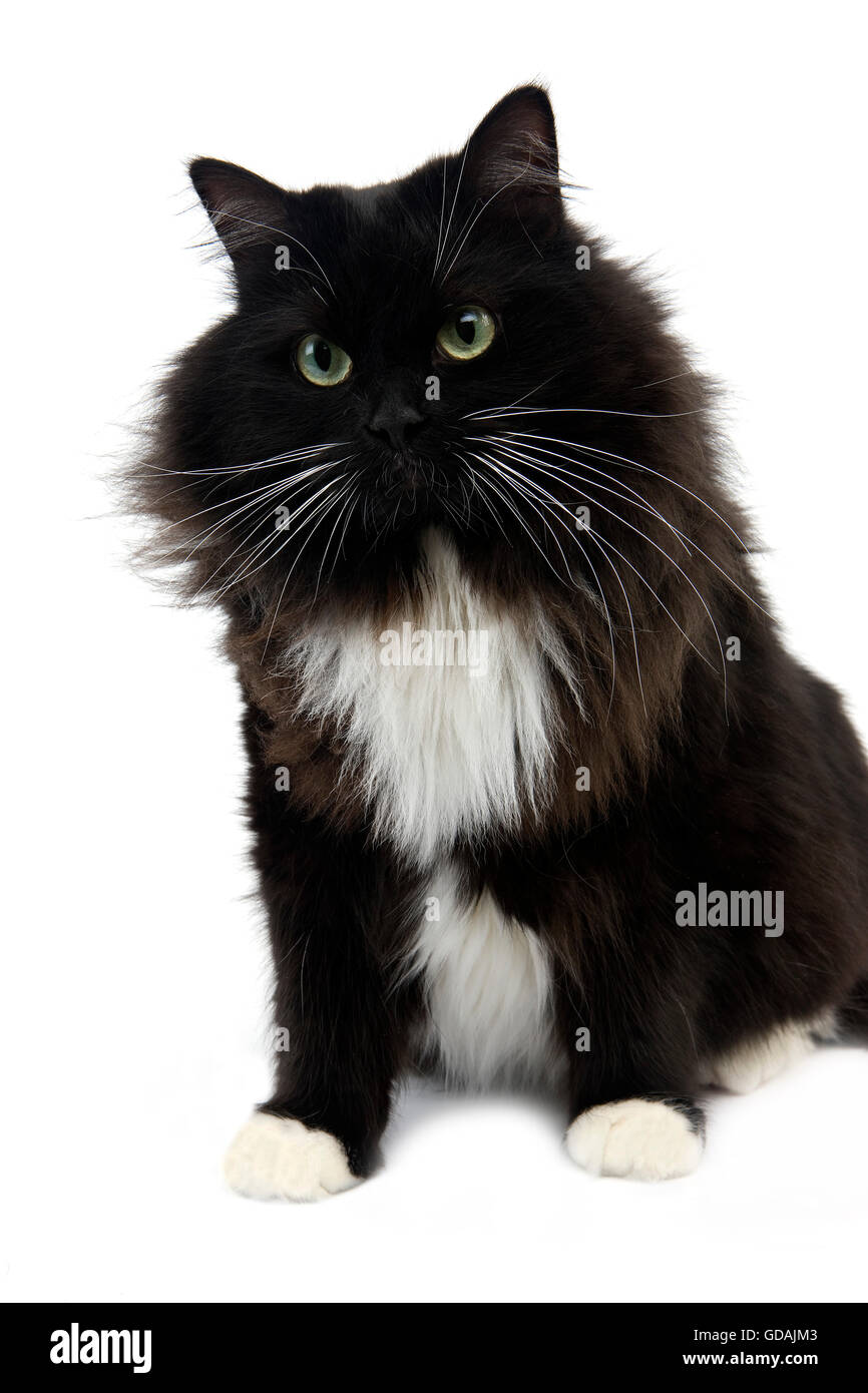 Noir Et Blanc Chat Domestique De Siberie Femme Against White Background Photo Stock Alamy