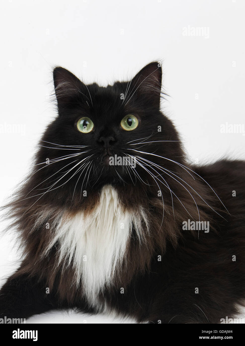 Chat Siberien En Noir Et Blanc Femme Against White Background Photo Stock Alamy