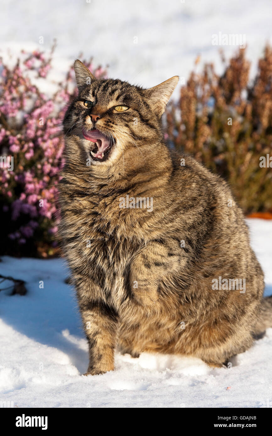 Brown Tabby chat domestique, les femmes obèses sur la neige, léchant son nez, Normandie Banque D'Images