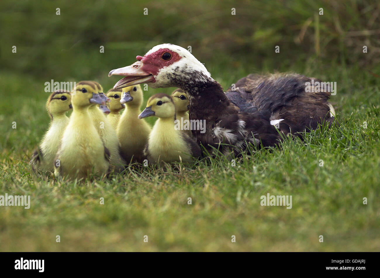 Muskovy, Duck Cairina moschata, Femme avec canetons, Normandie Banque D'Images