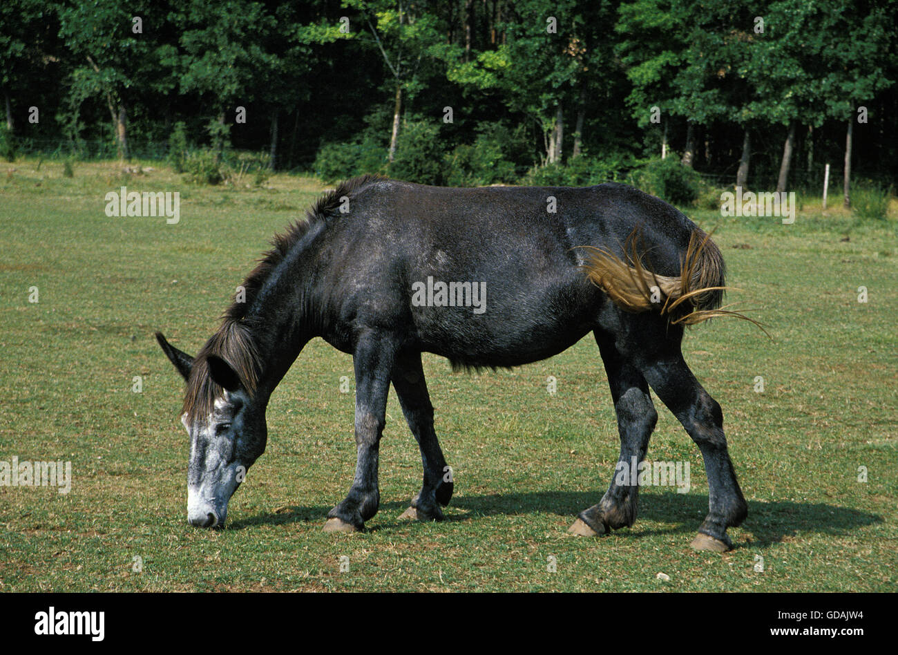 Croisement d'une mule et un âne mâle cheval femelle Photo Stock - Alamy