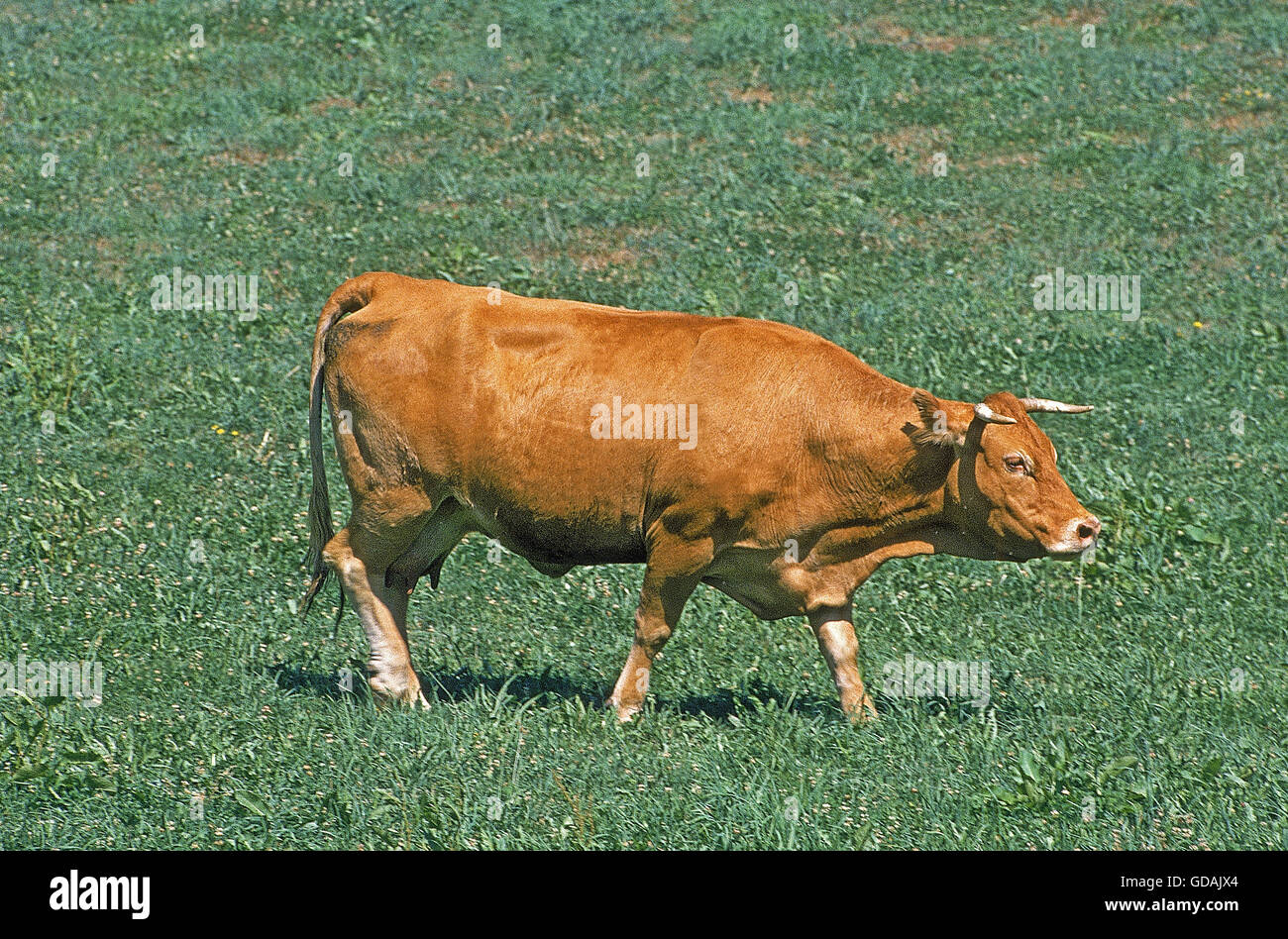 Vache limousine, de bovins en pâturage permanent Banque D'Images