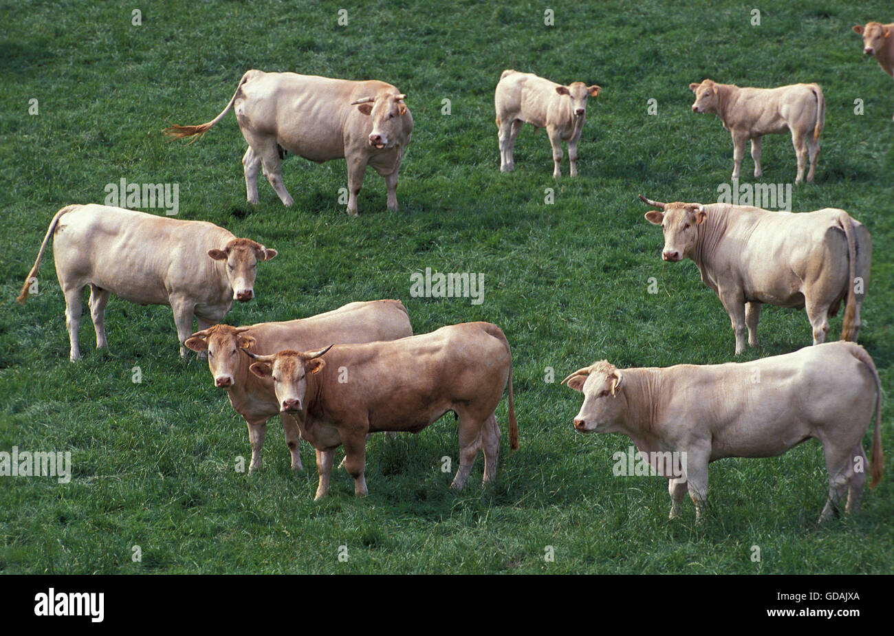 La Blonde d'Aquitaine, une race bovine française, TROUPEAU DEBOUT SUR L'HERBE Banque D'Images