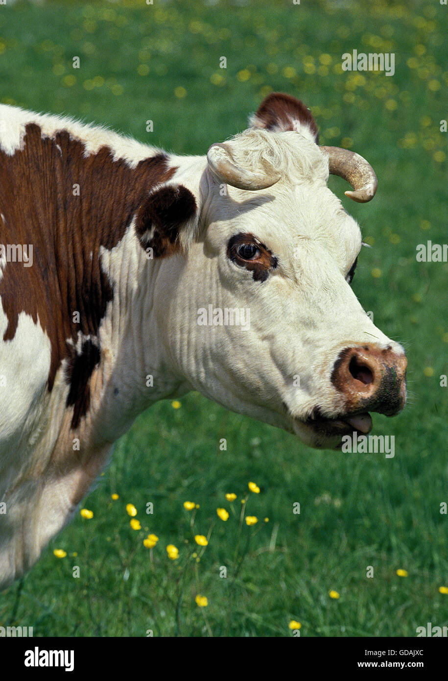 Vache normande, PORTRAIT DE FEMME Banque D'Images